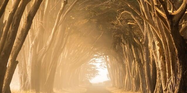 path in a forest